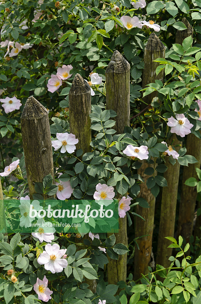 496400 - Rosier (Rosa) à une clôture en bois