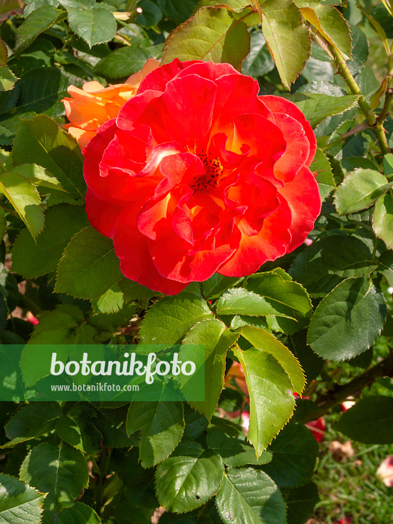 402074 - Rosier (Rosa Bernadette Chirac)