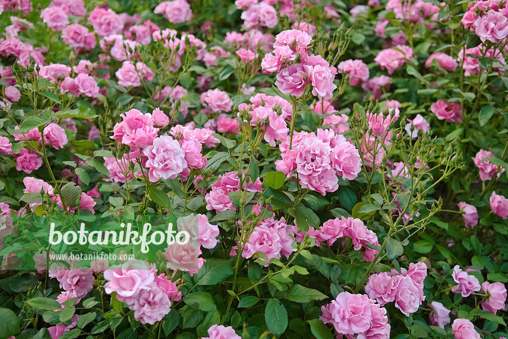 490154 - Rosier (Rosa Frau Astrid Späth)