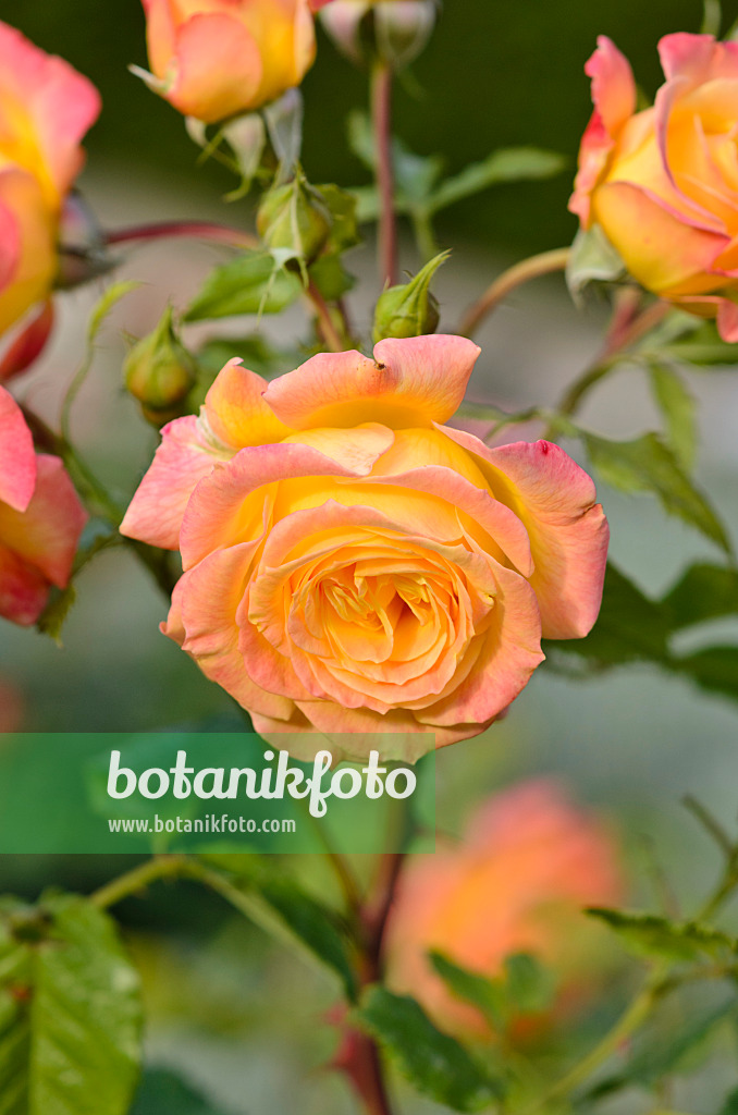 545168 - Rosier (Rosa Gartenspaß)