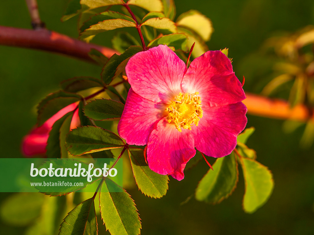 438161 - Rosier (Rosa giraldii)