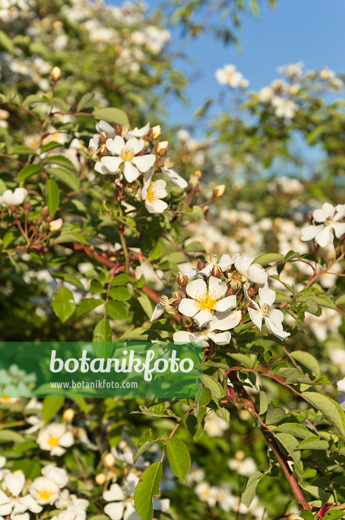 509032 - Rosier (Rosa helenae)