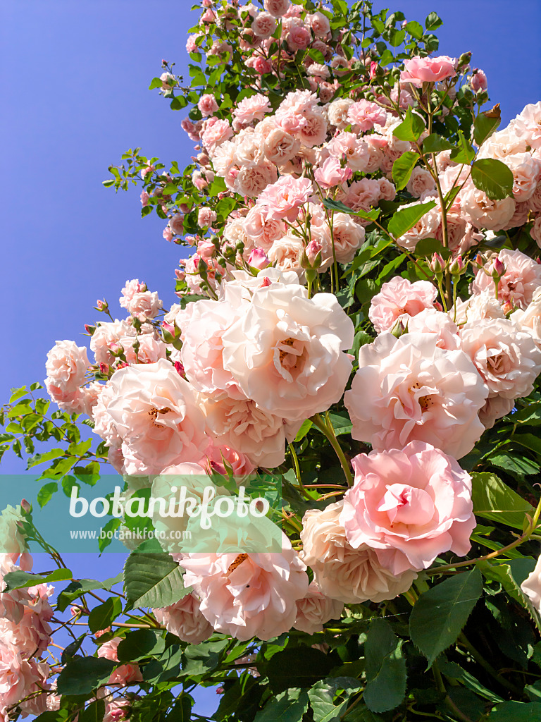 461045 - Rosier (Rosa Johanna Röpke)