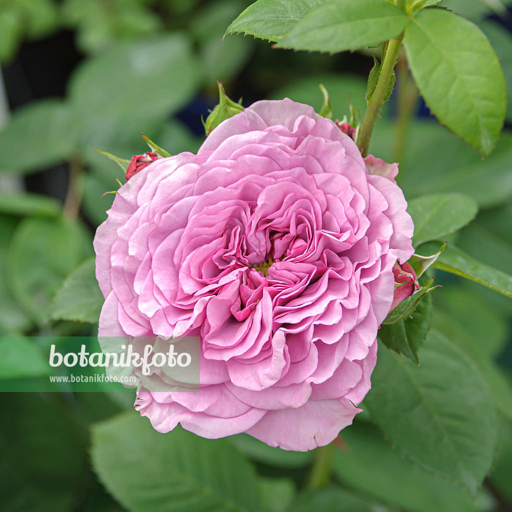 607193 - Rosier (Rosa Lavender Ice)