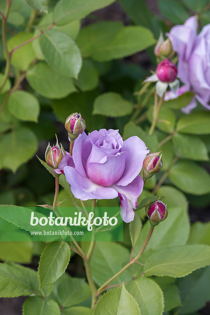 664404 - Rosier (Rosa Novalis)