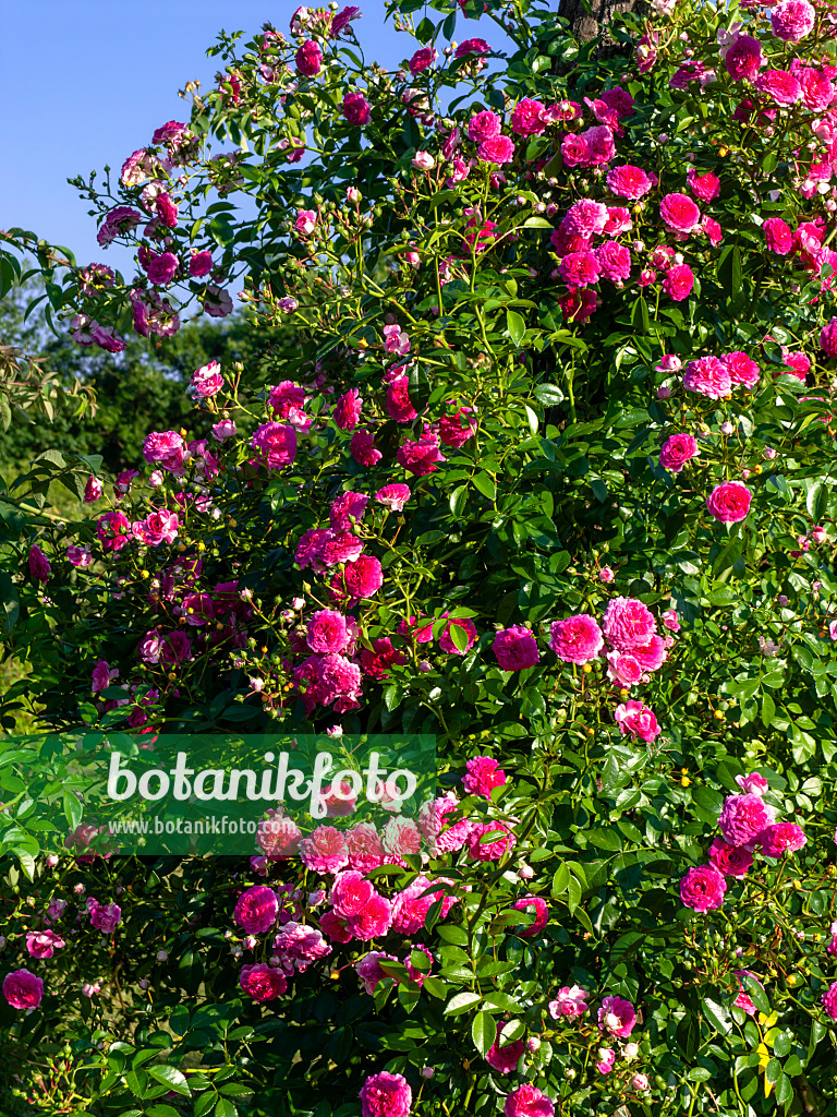 438308 - Rosier (Rosa Paul Ploton)