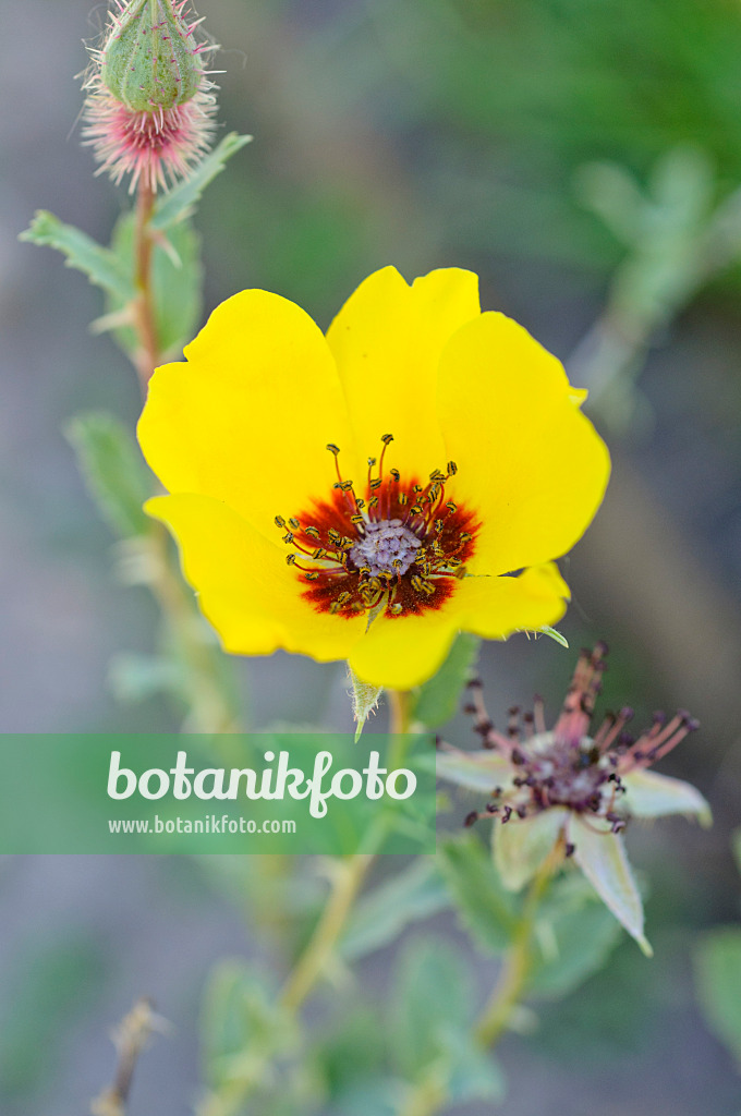 472360 - Rosier (Rosa persica)