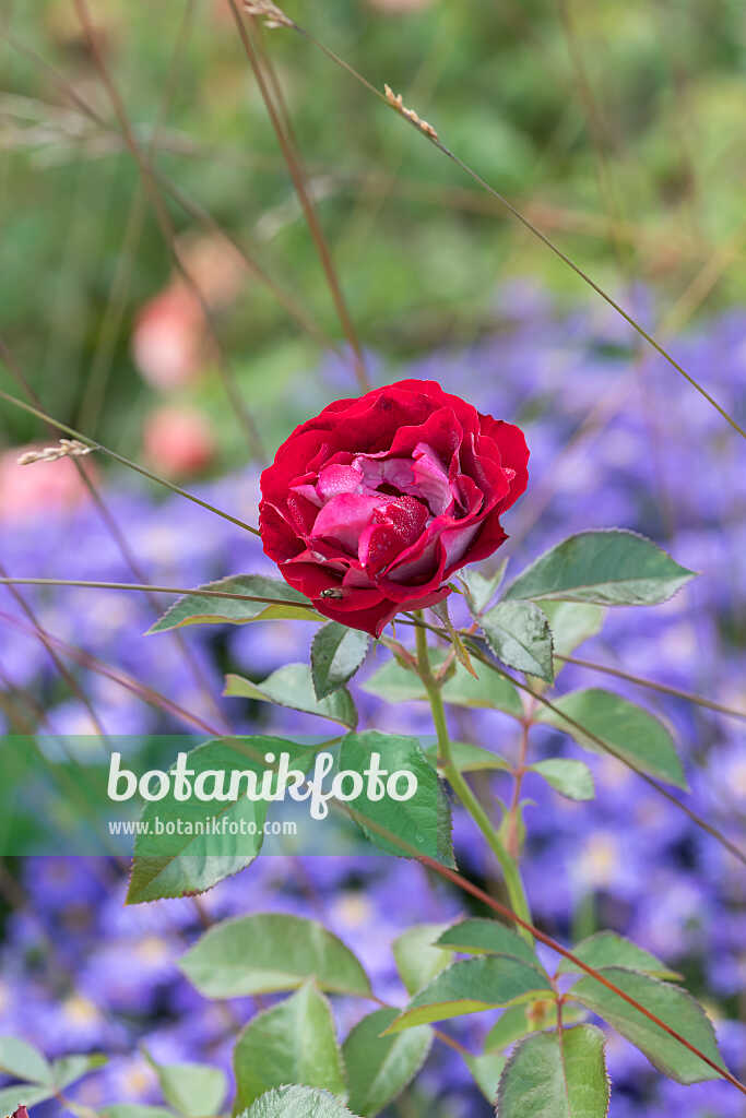 675350 - Rosier (Rosa Rose der Einheit)