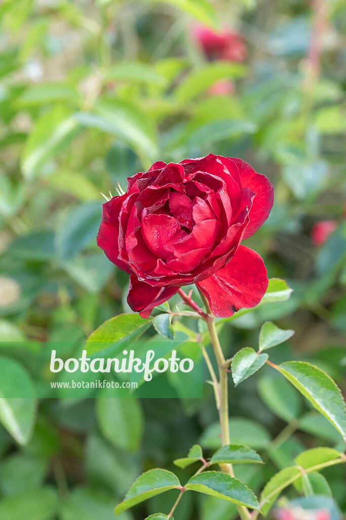 675351 - Rosier (Rosa Scarlet Bonica)