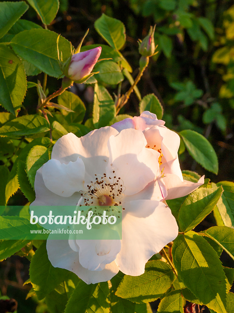 414027 - Rosier (Rosa x dupontii)