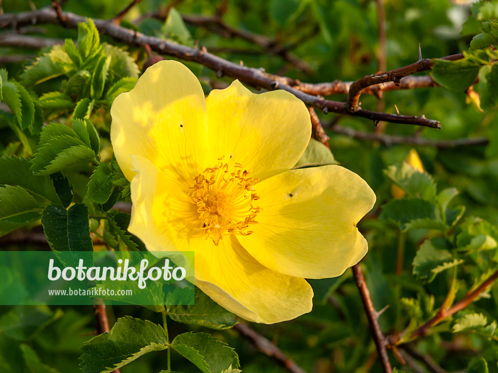 460116 - Rosier (Rosa x harisonii 'Vorbergii')