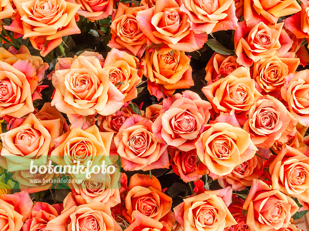 426180 - Rosiers (Rosa)