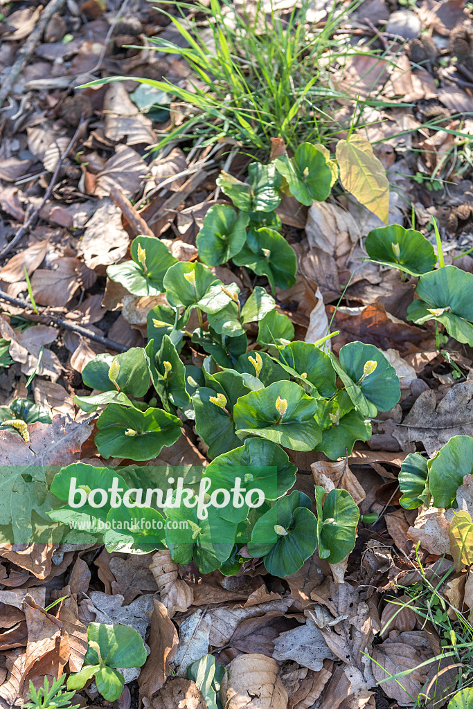 625205 - Rotbuche (Fagus sylvatica)