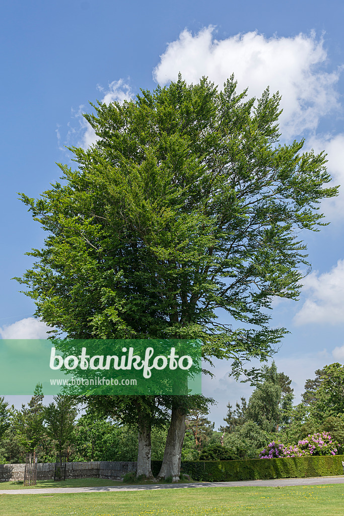 651265 - Rotbuche (Fagus sylvatica)