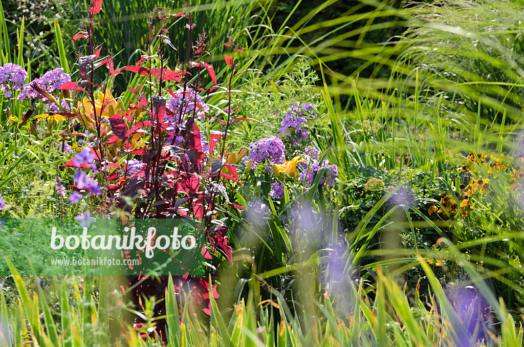 498296 - Rote Gartenmelde (Atriplex hortensis var. rubra) und Staudenphlox (Phlox paniculata)