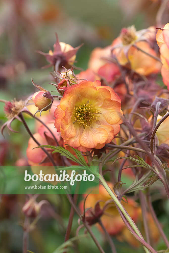 675035 - Rote Nelkenwurz (Geum coccineum 'Nonna')