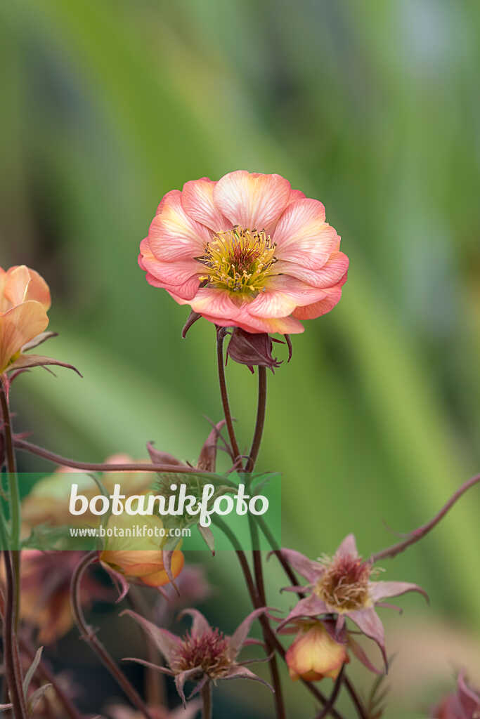 675036 - Rote Nelkenwurz (Geum coccineum 'Nonna')