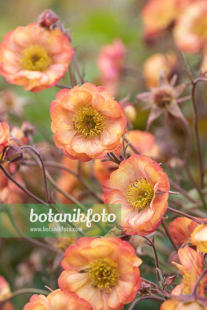 675039 - Rote Nelkenwurz (Geum coccineum 'Nonna')