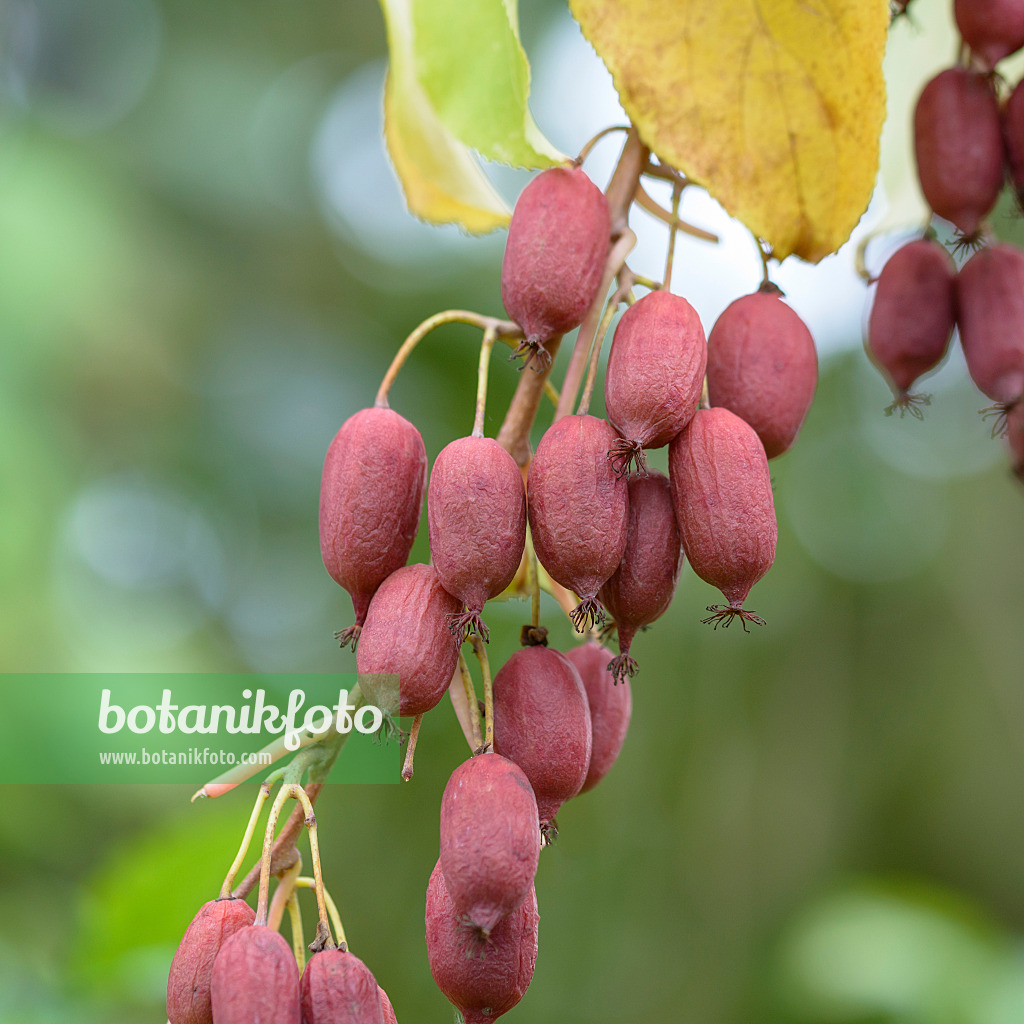 575008 - Roter Strahlengriffel (Actinidia purpurea)