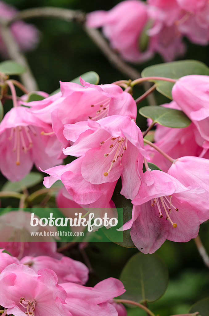 520100 - Round-leaf rhododendron (Rhododendron orbiculare)