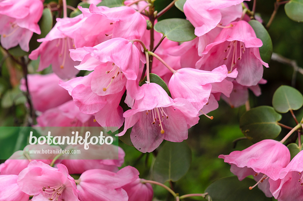 520101 - Round-leaf rhododendron (Rhododendron orbiculare)
