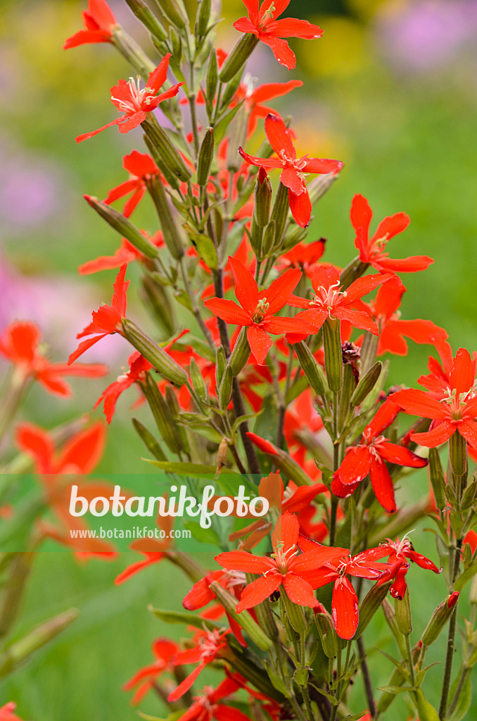 534350 - Royal catchfly (Silene regia)