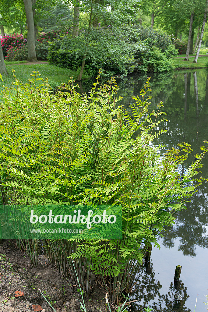 651414 - Royal fern (Osmunda regalis)