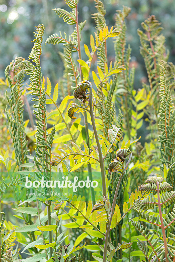 651415 - Royal fern (Osmunda regalis)