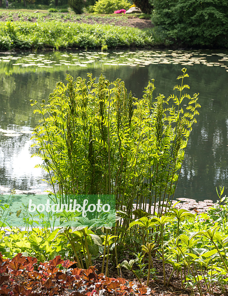 651416 - Royal fern (Osmunda regalis)
