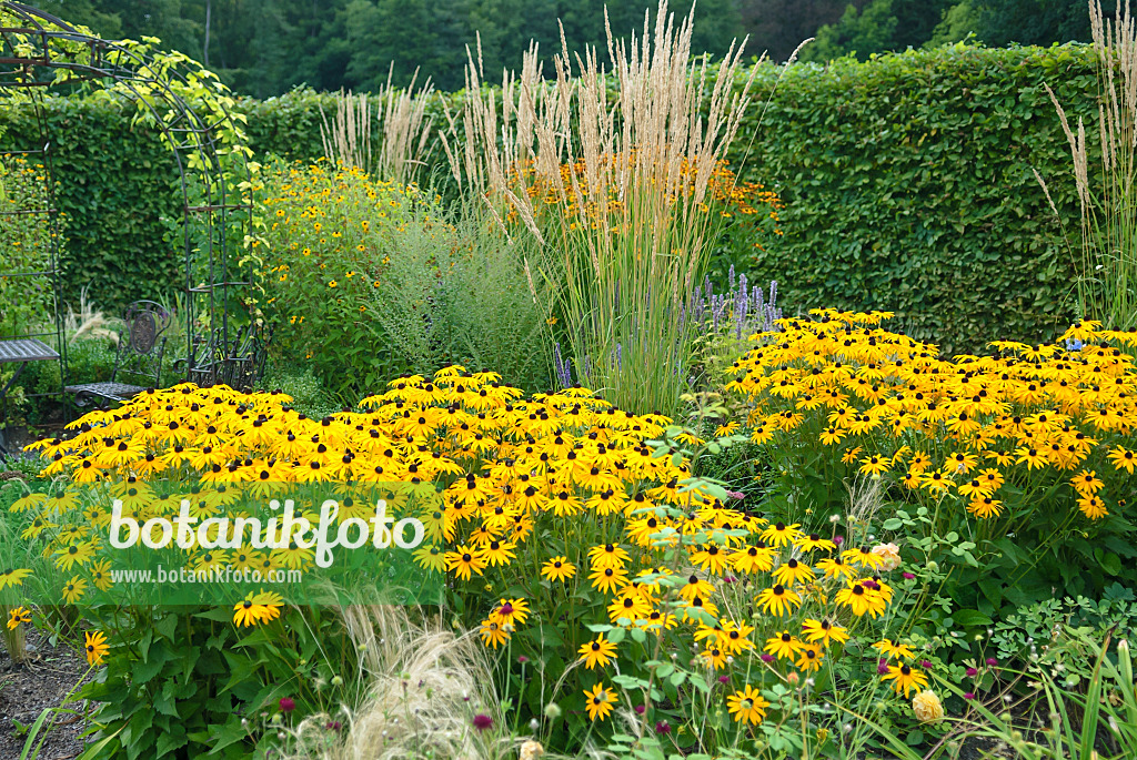 517472 - Rudbeckie (Rudbeckia fulgida 'Goldsturm') et calamagrostide (Calamagrostis x acutiflora 'Waldenbuch')