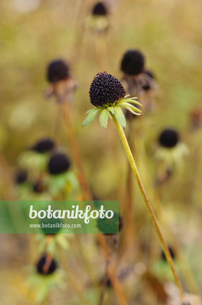 489149 - Rudbeckie (Rudbeckia fulgida var. deamii)