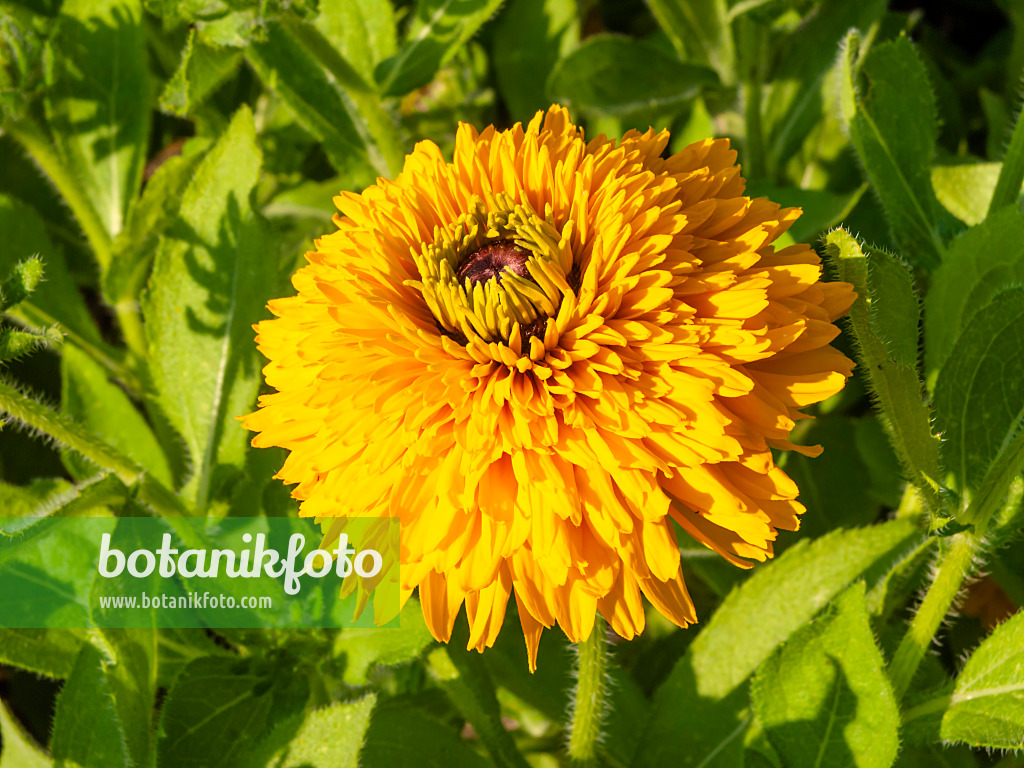 439302 - Rudbeckie (Rudbeckia hirta 'Maya')