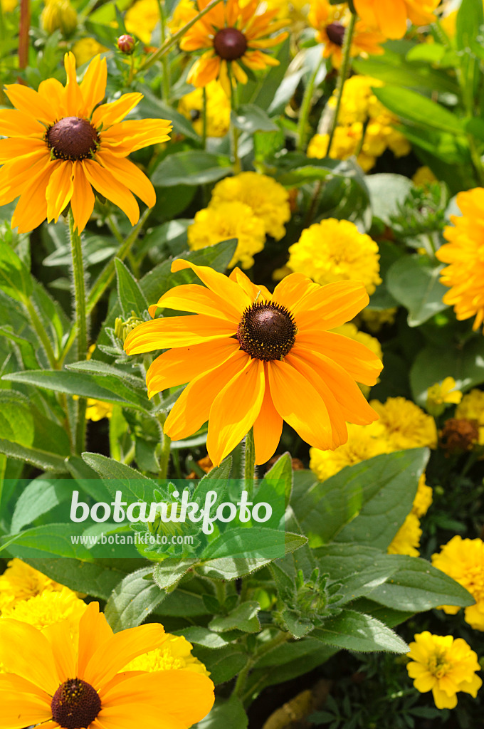 476047 - Rudbeckie (Rudbeckia hirta 'Maya')