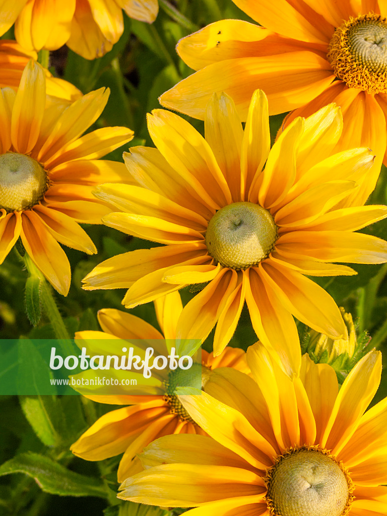 405028 - Rudbeckie (Rudbeckia hirta 'Prairie Sun')