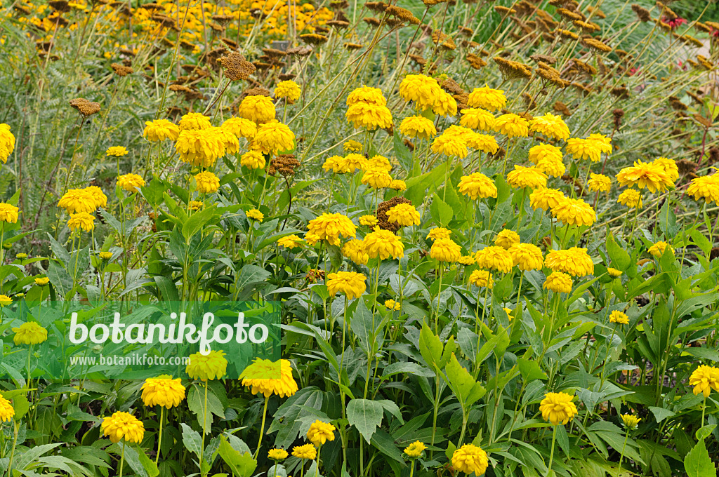 475136 - Rudbeckie (Rudbeckia laciniata 'Goldquelle')