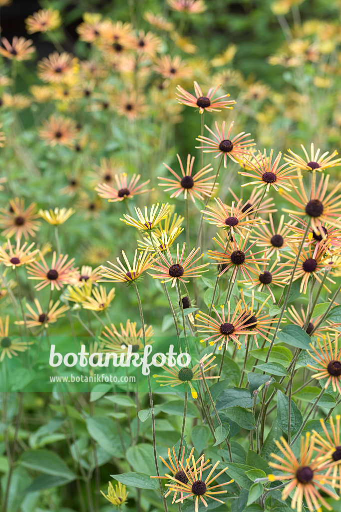 616448 - Rudbeckie (Rudbeckia subtomentosa 'Henry Eilers')