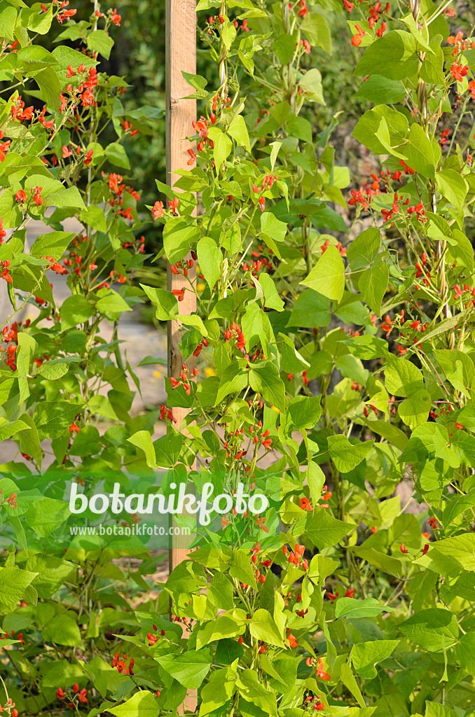 523177 - Runner bean (Phaseolus coccineus)