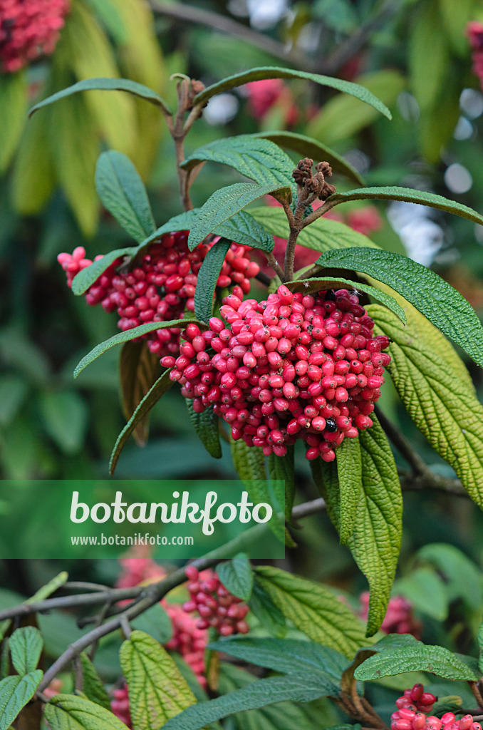 523075 - Runzelblättriger Schneeball (Viburnum rhytidophyllum)