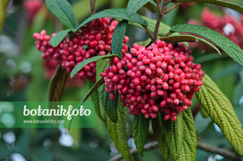 523076 - Runzelblättriger Schneeball (Viburnum rhytidophyllum)