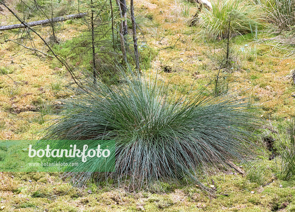 651351 - Rush (Juncus effusus)