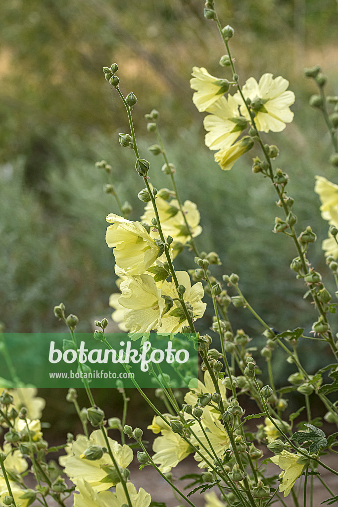 651041 - Russian hollyhock (Alcea rugosa)