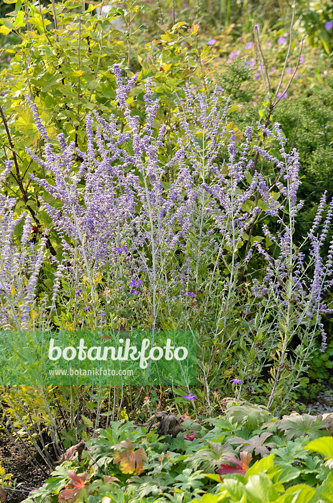 523176 - Russian sage (Perovskia)