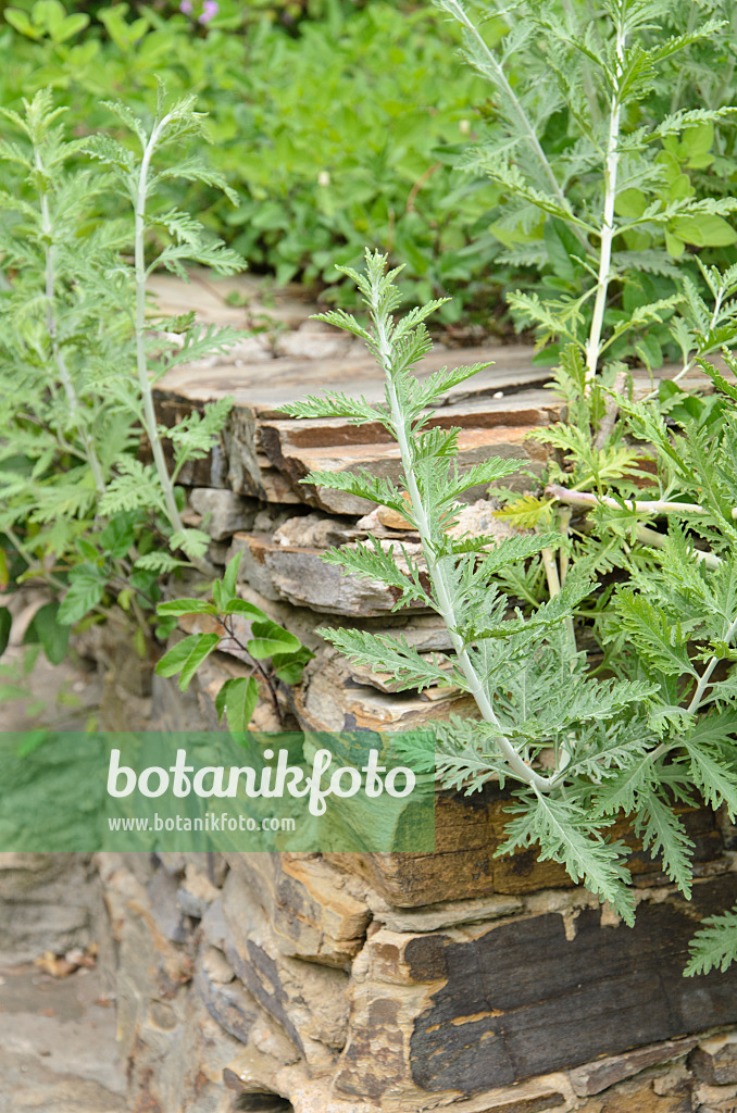 533118 - Russian sage (Perovskia) on a stone wall