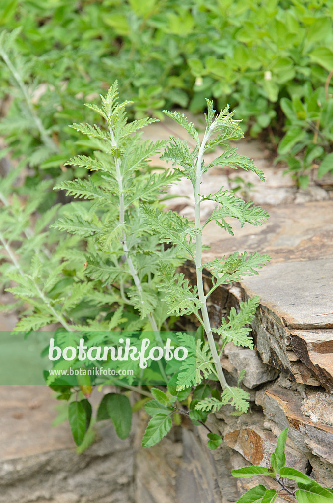 533119 - Russian sage (Perovskia) on a stone wall