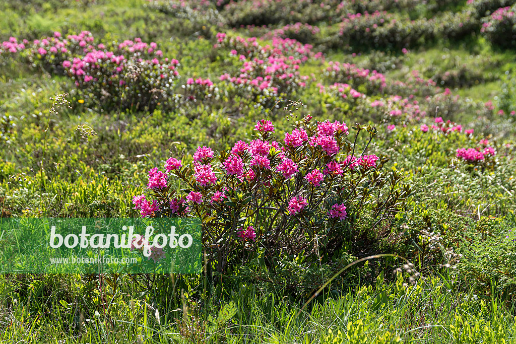 651479 - Rusty leaved alpen rose (Rhododendron ferrugineum)
