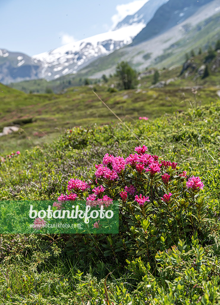 651480 - Rusty leaved alpen rose (Rhododendron ferrugineum)