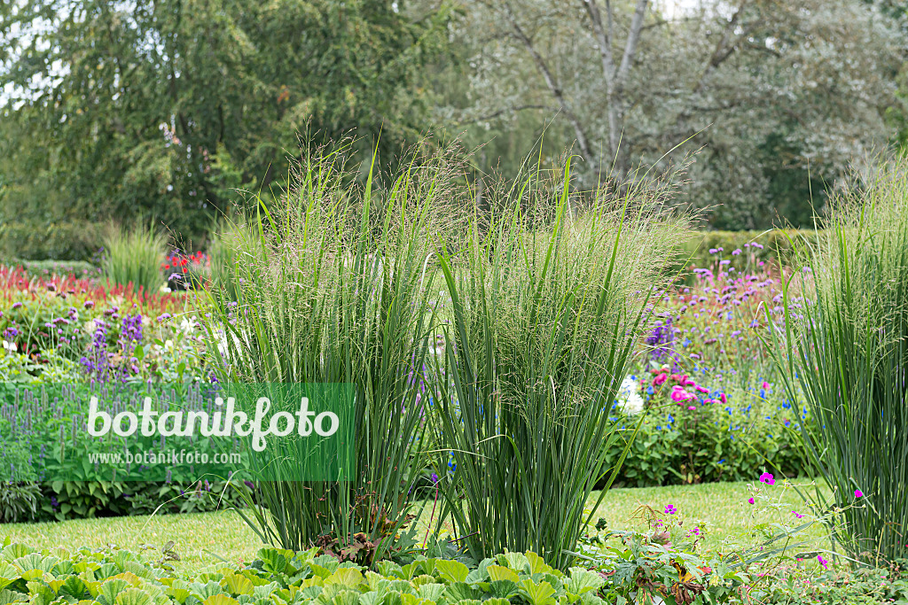 651420 - Rutenhirse (Panicum virgatum 'Northwind')
