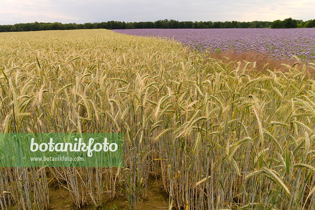 671012 - Rye (Secale cereale) and lacy phacelia (Phacelia tanacetifolia)