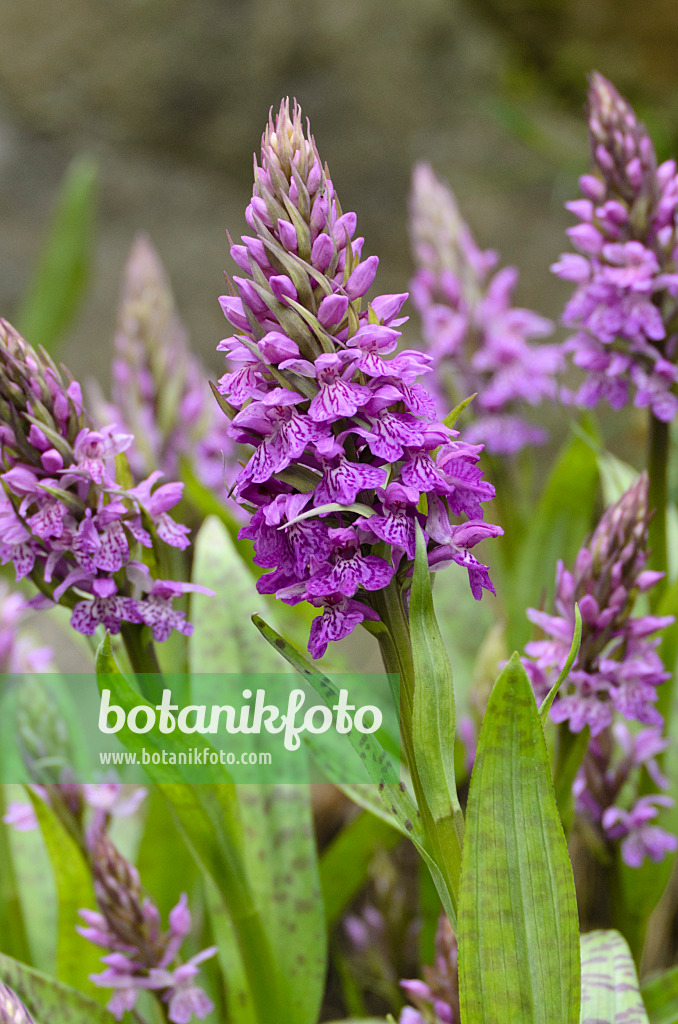 496143 - Sack-carrying orchid (Dactylorhiza saccifera)