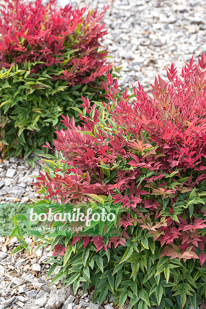 651403 - Sacred bamboo (Nandina domestica 'Obsessed')
